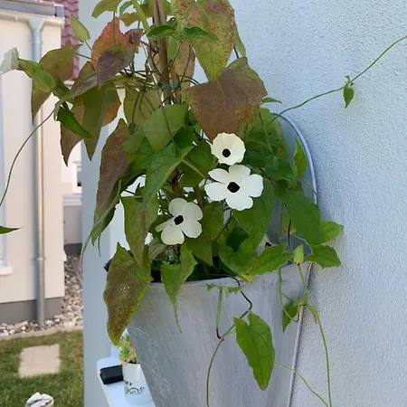 Apartament Haus Vicus Greifswald