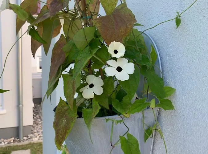 Apartment Haus Vicus Greifswald